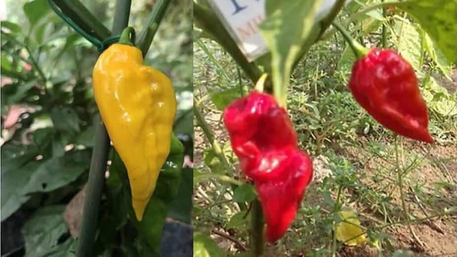 Devil’s Tongue Pepper