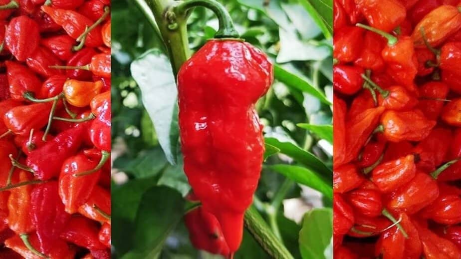 Dorset Naga Chili