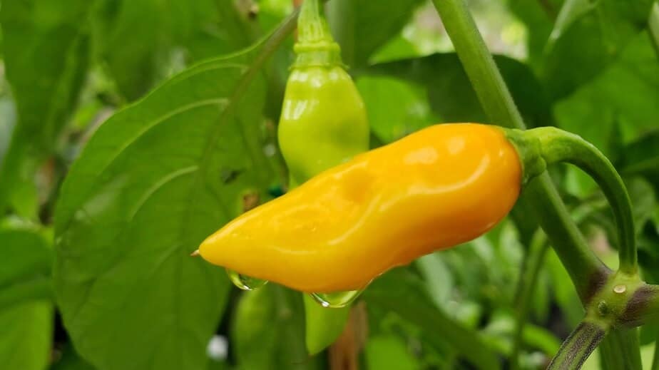 Golden-Yellow Datil Pepper