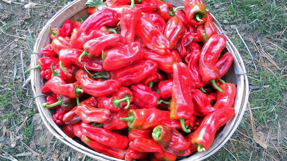 Red Aleppo Peppers 