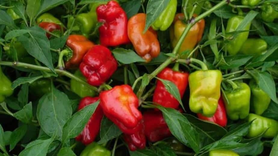 Cajun Belle Peppers