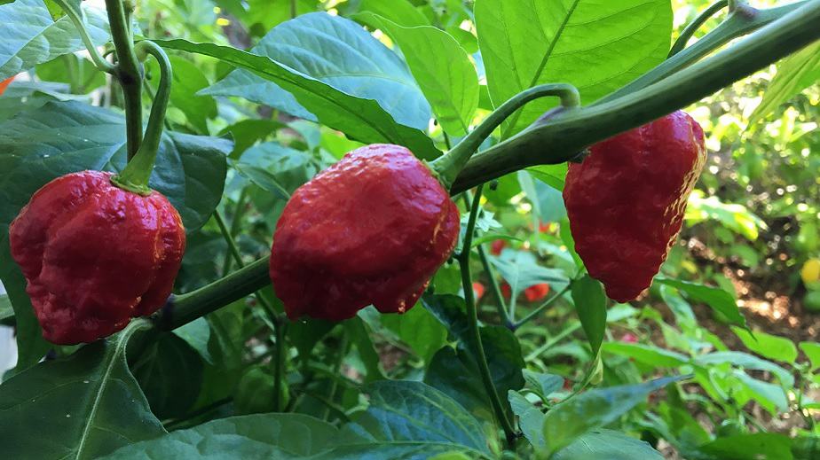 Dragon's Breath Peppers On A Plant 