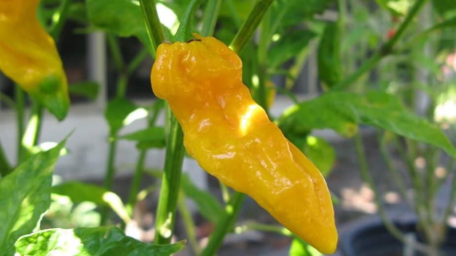 Fatalii Pepper