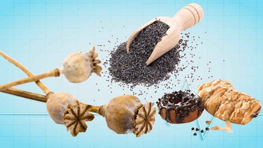 Are Poppy Seeds Good For You? – Benefits And Side Effects