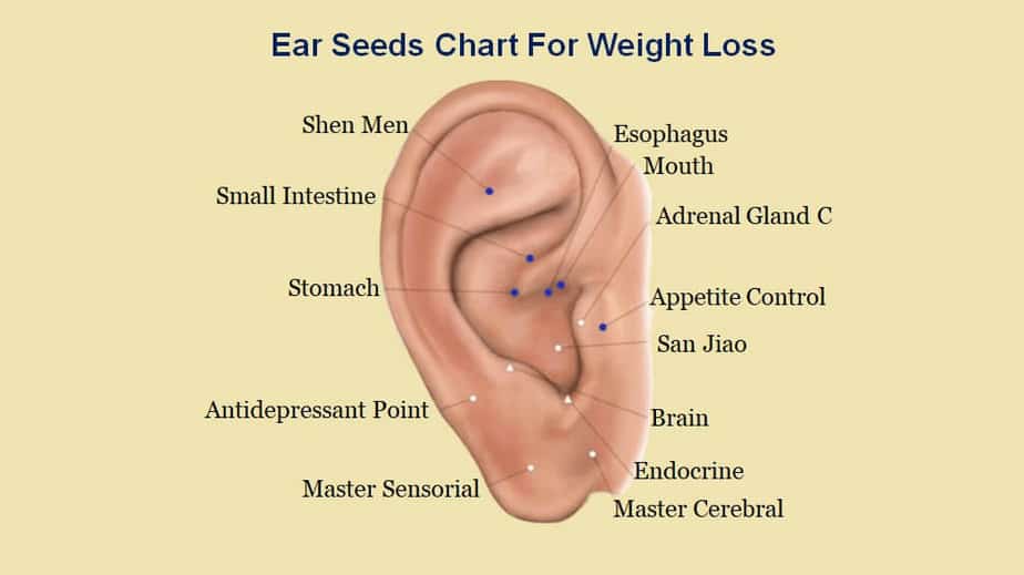 Ear Seeds Placements For Weight Loss